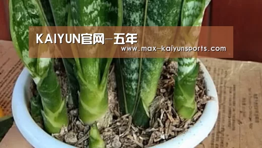 KAIYUN官网-五年(图2) 开云体育